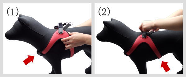 Sporza スポルツァ｜フィッティングのコツ1｜犬グッズ通販HAU