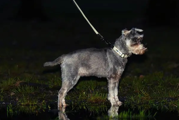 AXAECO（蓄光/光る犬用首輪/ダイニーマ）｜シンプルでおしゃれなデザイン｜犬グッズ通販HAU ハウ