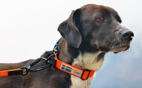 シンプルなデザイン｜アクサエコ アクションドッグカラー AXAECO（犬用首輪/ダイニーマ製）｜犬グッズ通販HAU（ハウ）
