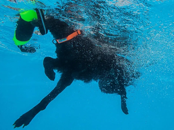 水中や雨でも濡れない防水首輪｜アクサエコ アクションドッグカラー AXAECO（犬用首輪/ダイニーマ製）｜犬グッズ通販HAU（ハウ）