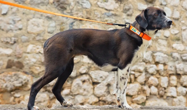 おそろいの丈夫な犬用リード｜アクサエコ アクションドッグカラー AXAECO（犬用首輪/ダイニーマ製）｜犬グッズ通販HAU（ハウ）