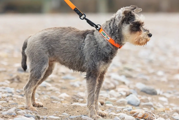 小型犬にも人気の高いおすすめ犬用首輪｜アクサエコ アクションドッグカラー AXAECO（犬用首輪/ダイニーマ製）｜犬グッズ通販HAU（ハウ）