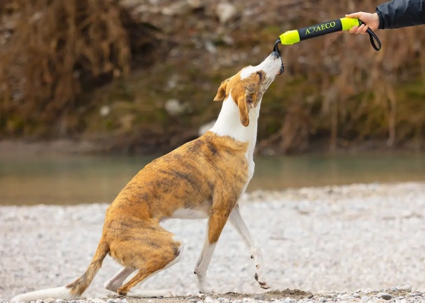 アクサエコ ピッペン AXAECO（多目的犬用おもちゃ/ドッグトイ）おすすめの遊び方｜犬グッズ通販HAU(ハウ)