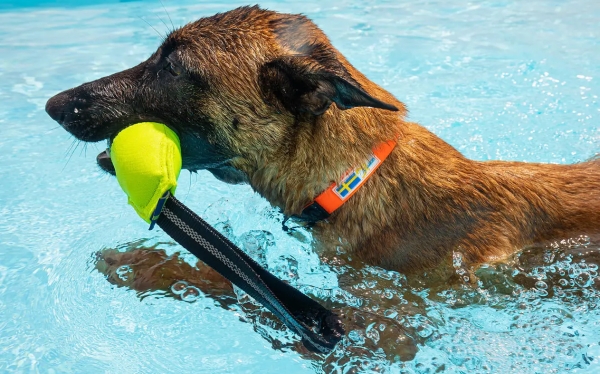 アクサエコ ピッペン AXAECO（多目的犬用おもちゃ/ドッグトイ）水に浮くので海・川で遊べる｜犬グッズ通販HAU(ハウ)