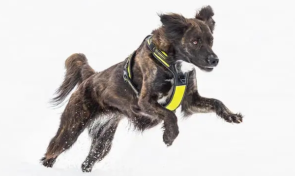 脱げないハーネス｜アクサエコ パワードッグハーネス AXAECO｜中型犬、大型犬におすすめ｜犬グッズ通販HAU
