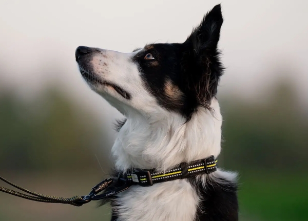 スウェーデン/イタリアの新進ドッグギアメーカー｜アクサエコ 4シーズンドッグカラー AXAECO（犬用首輪）犬グッズ通販HAU