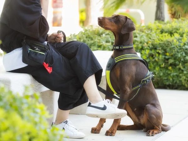 レトリーバーなどの大型犬に人気｜アクサエコ 4シーズンドッグカラー AXAECO（犬用首輪）犬グッズ通販HAU