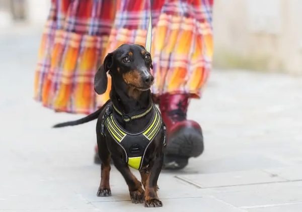 ジャックラッセル、ミニチュアダックスにもおすすめアクサエコ 4シーズンドッグカラー AXAECO（犬用首輪）