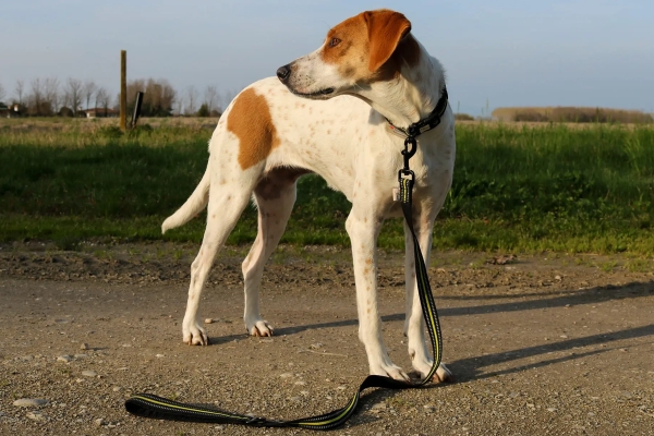 引っ張りに強いリード｜アクサエコ 4シーズンドッグリーシュ AXAECO（犬用リード）｜犬グッズ通販HAU