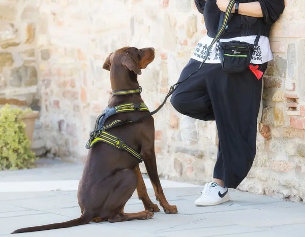 スウェーデン、イタリアの犬具メーカー｜アクサエコ エラスティックドッグリーシュ AXAECO｜犬グッズ通販HAU