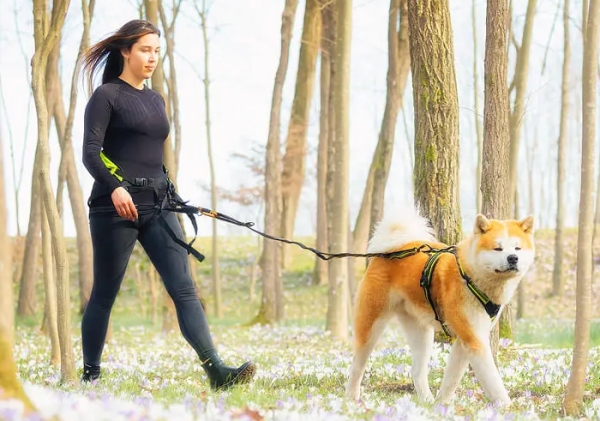 犬トレッキング、ジョギング｜アクサエコ エラスティックドッグリーシュ AXAECO｜犬グッズ通販HAU
