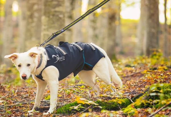 大型犬でも壊れない、丈夫|アクサエコ エラスティックドッグリーシュ AXAECO|犬グッズ通販HAU