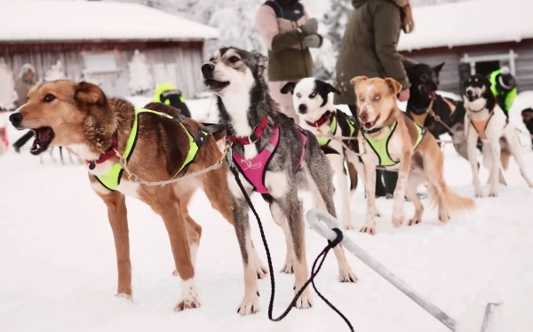 アクサエコ スレッドドッグカラー AXAECO（大型ブロンズ製Oリング使用/犬用首輪）｜いぬぞり、そり犬｜犬グッズ通販HAU