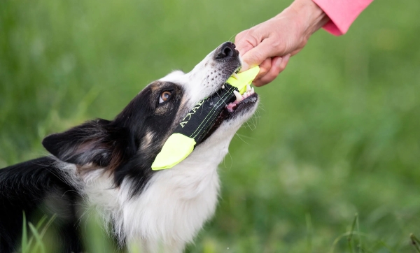 アクサエコ ピッペンミニ AXAECO（多目的犬用おもちゃ/ドッグトイ）おすすめの遊び方｜犬グッズ通販HAU(ハウ)