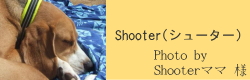 Shooter(シューター)｜ビヨルキス ハーフチョークカラー BJORKIS｜HAU ビヨルキス、北欧犬グッズ通販