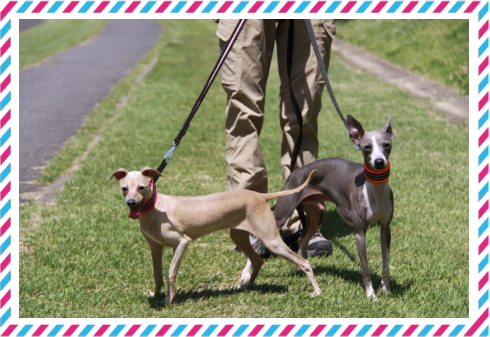 いたぞう＆かのん1｜ビヨルキス ハーフチョークカラー BJORKIS｜HAU ビヨルキス、北欧犬グッズ通販