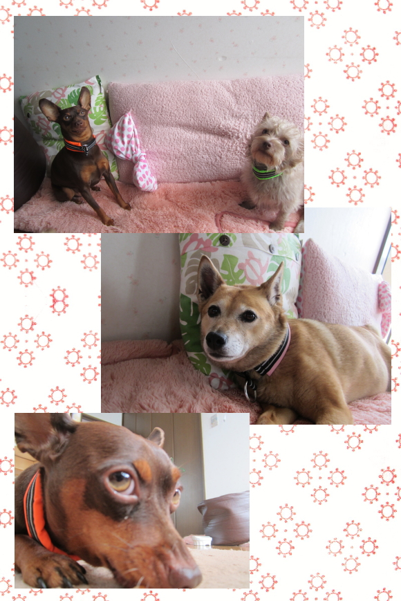 アース＆花＆ラン1｜ビヨルキス ハーフチョークカラー BJORKIS｜HAU ビヨルキス、北欧犬グッズ通販