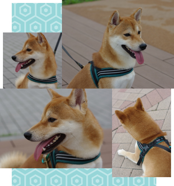 カイ2｜ビヨルキス ハーネス BJORKIS｜HAU ビヨルキス、北欧犬グッズ通販