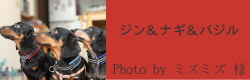 ジン＆ナギ＆バジル｜ビヨルキス ハーフチョークカラー BJORKIS｜HAU ビヨルキス、北欧犬グッズ通販