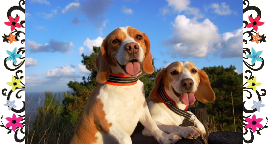 ロコ＆レイ1｜ビヨルキス ハーフチョークカラー BJORKIS｜HAU ビヨルキス、北欧犬グッズ通販