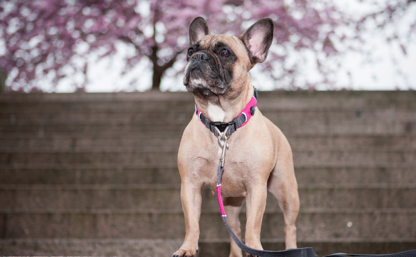 軽くて丈夫なデンマーク犬用首輪（ドッグカラー）｜ドッグコペンハーゲン アーバンエクスプローラー｜犬グッズ通販HAU