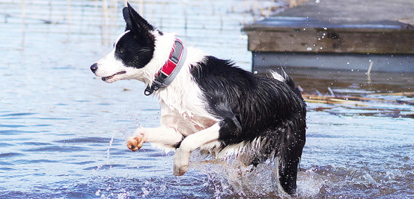 濡れても乾きやすい材質、水遊び海川にも使用可能｜ドッグコペンハーゲン｜犬グッズ通販HAU
