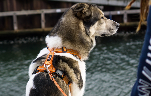 ハーネス ドッグコペンハーゲン DOG Copenhagen コンフォートウォークプロ Comfort Walk Pro 胴回りXS 38-46 S 46-56 Harness 犬用 犬 散歩