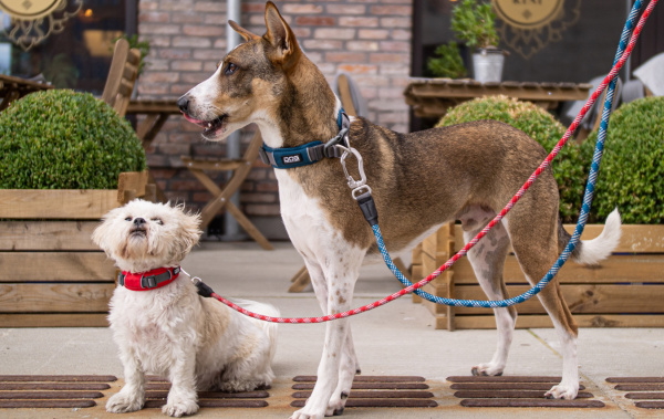 【SALE】2023年モデル ドッグコペンハーゲン アーバンエクスプローラーカラー（犬用首輪）