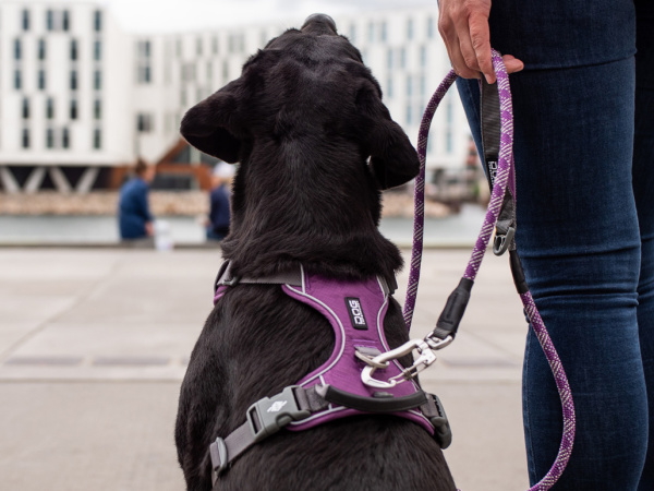 スタイリッシュな北欧デンマーク犬用品｜ドッグコペンハーゲン コンフォートウォークプロハーネス｜犬グッズ通販HAU