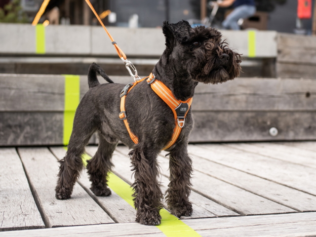 スタイリッシュな北欧デンマーク犬用品｜ドッグコペンハーゲン コンフォートウォークエアハーネス｜犬グッズ通販HAU