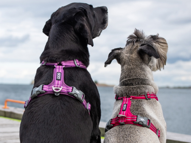 小型犬用、中型犬用、大型犬用におすすめ｜ドッグコペンハーゲン コンフォートウォークエアハーネス｜犬グッズ通販HAU