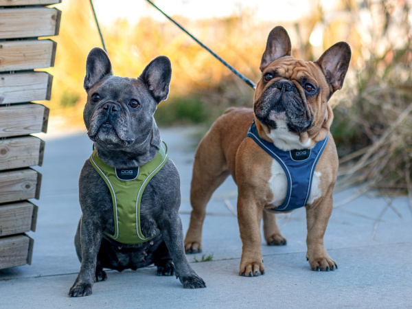 スタイリッシュな北欧デンマーク犬用品｜ドッグコペンハーゲン コンフォートウォークGOハーネス｜犬グッズ通販HAU