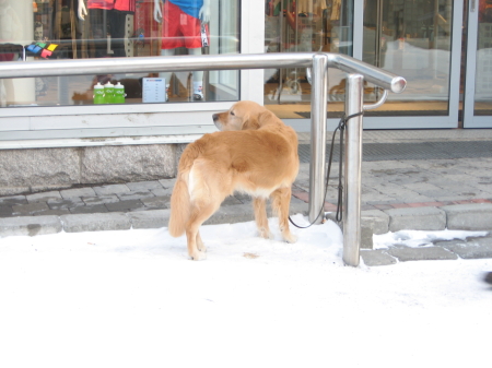 犬グッズ通販HAU 北欧旅行記