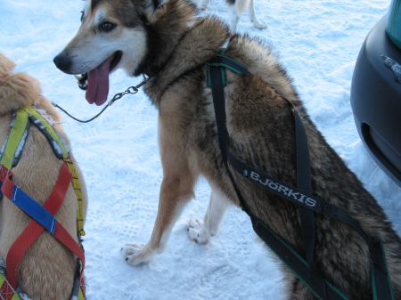 BJORKIS（ビヨルキス）犬ぞり用ハーネス｜犬グッズ通販HAU 北欧旅行記