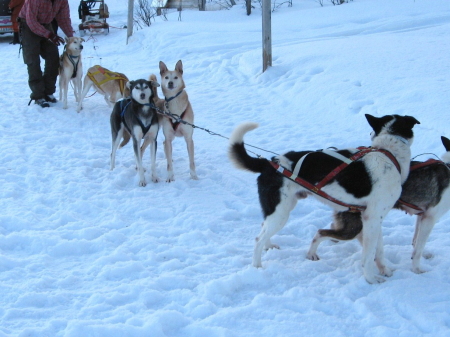 犬ぞり準備中1｜犬グッズ通販HAU 北欧旅行記