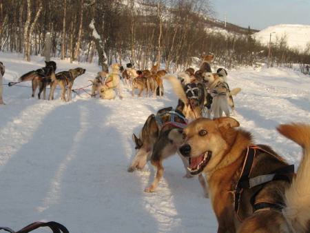 犬ぞり準備中2｜犬グッズ通販HAU 北欧旅行記