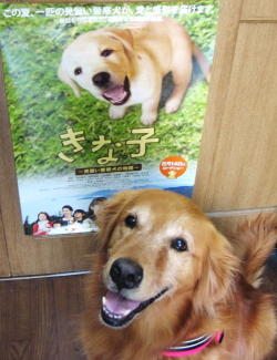 HAUは映画「きな子～見習い警察犬の物語～」を応援しています！