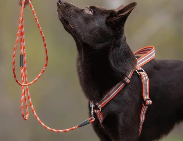 メティゾデザイン CozitemハーネスMetizo Dezign モデル犬着用画像