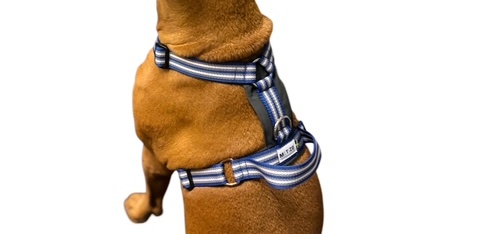 メティゾデザイン Cozitemハーネスのモデル犬着用背中の画像