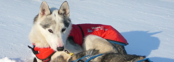 冬用犬の服/防寒用ドッグウェア｜MANMAT サーモコート　アウトドアスポーツ犬｜犬グッズ通販HAU