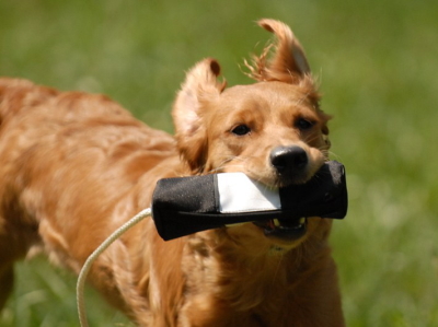犬のおもちゃ（ドッグトイ）／トレーニングダミー｜MYSTIQUE スナックダミー｜おやつで簡単に訓練できます