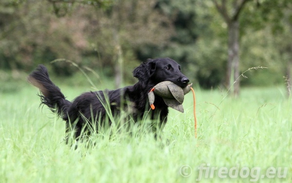 コード（ロープ）付きで簡単に遠くまで投げることができる犬のおもちゃ、ダミー　犬グッズ通販HAU