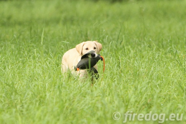 犬のおもちゃ（ドッグトイ）ドッグラン、水に浮く｜中型犬、大型犬におすすめ｜FIREDOG ダックダミー 400g｜犬グッズ通販 HAU（ハウ）