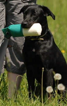 犬のトレーニングダミーとは｜犬グッズ通販 HAU