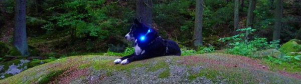 犬の交通安全ライト、夜のお散歩に｜LEDドッグカラー光る首輪 LEUCHTIE Mini（小型犬用ライト）｜犬グッズ通販HAU