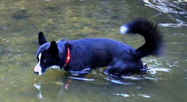 高い防水性・耐水性で海・川で泳げる｜犬の交通安全ライト、光る首輪｜LEDドッグカラー LEUCHTIE