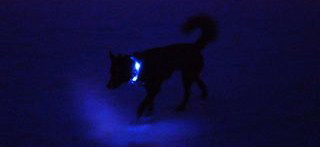 100m先でも視認可能な強い光｜犬の交通安全ライト、光る首輪｜LEDドッグカラー LEUCHTIE Mini（小型犬用セーフティーライト）