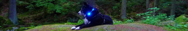 犬の交通安全ライト、夜のお散歩に｜LEDドッグカラー光る首輪 LEUCHTIE Plus（犬用ライト）｜犬グッズ通販HAU