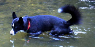 高い防水性・耐水性で海・川で泳げる｜犬の交通安全ライト、光る首輪｜LEDドッグカラー LEUCHTIE Plus