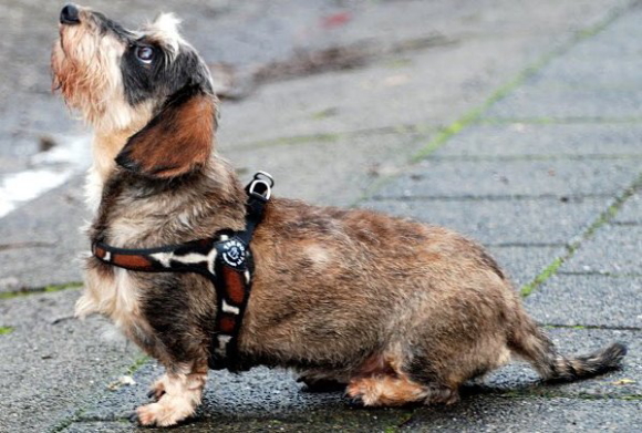 イタリア製のおすすめ超小型犬・小型犬用ハーネス｜ Tre Ponti トレ・ポンティ｜犬グッズ通販HAU